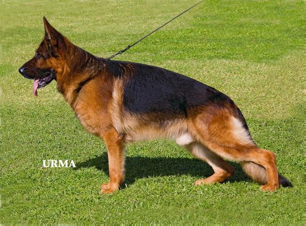 http://www.pedigreedatabase.com/german_shepherd_dog/dog.html?id=618072-renzo-vom-holtkamper-see